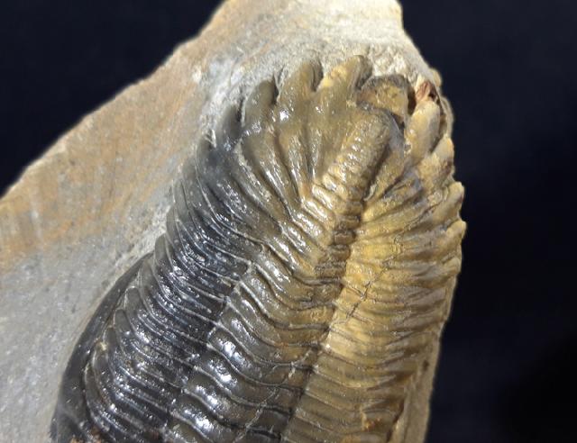 Hollardops mesocristatus (LE MAITRE 1952) - Bild © FossNet FossilienStore